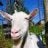 The happy goat